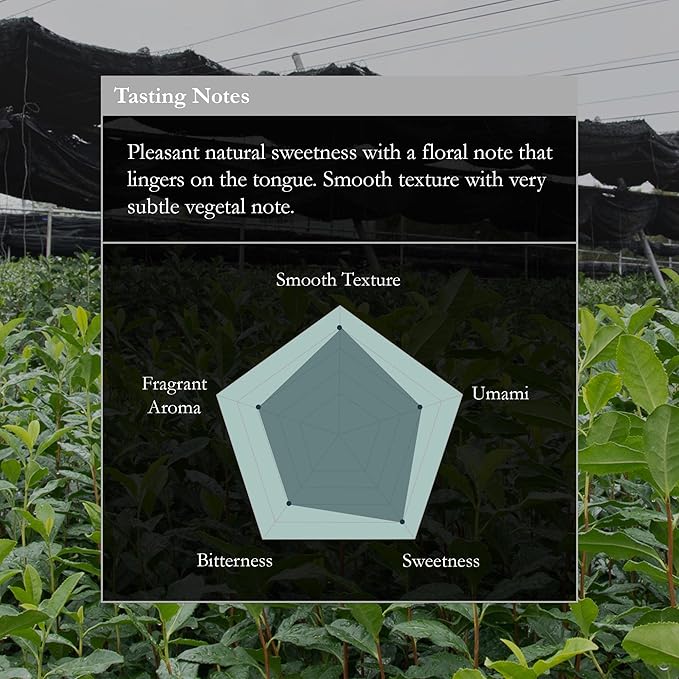 Nishio Bloom Matcha
